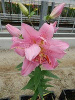 [4546 VH22 Saludo No02.JPG]